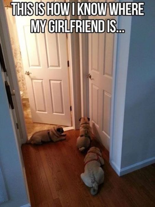 Things That Only Dog Owners Will Be Able To Understand (29 pics)