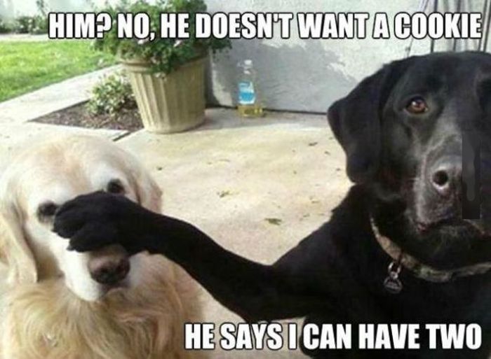 Things That Only Dog Owners Will Be Able To Understand (29 pics)