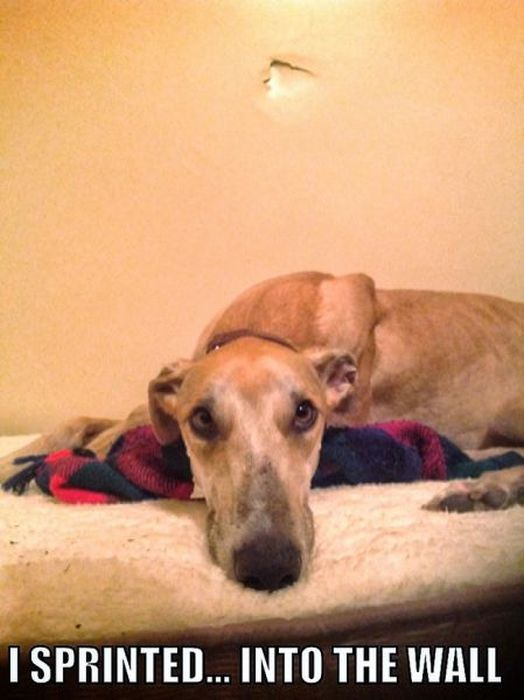 Things That Only Dog Owners Will Be Able To Understand (29 pics)