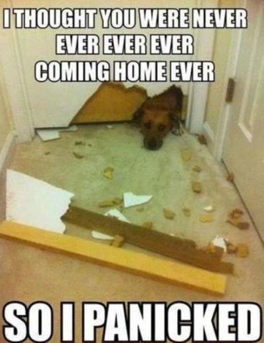 Things That Only Dog Owners Will Be Able To Understand (29 pics)