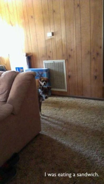 Things That Only Dog Owners Will Be Able To Understand (29 pics)