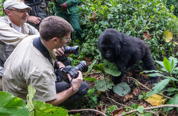 See The Exact Moment A Gorilla Punched This Photographer (8 pics)