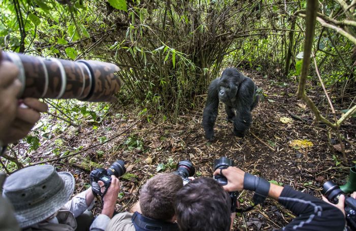 See The Exact Moment A Gorilla Punched This Photographer (8 pics)