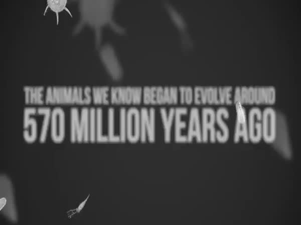 Evolution On Earth In 60 Seconds