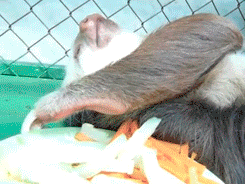 Extreme Laziness (64 pics)