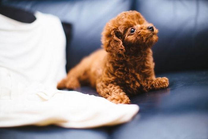 These Puppies Look A Lot Like Teddy Bears (35 pics)
