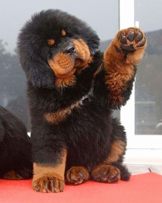 These Puppies Look A Lot Like Teddy Bears (35 pics)