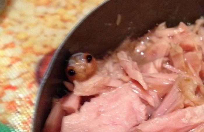 Woman Finds Something Very Disturbing In Her Can Of Tuna (3 pics)