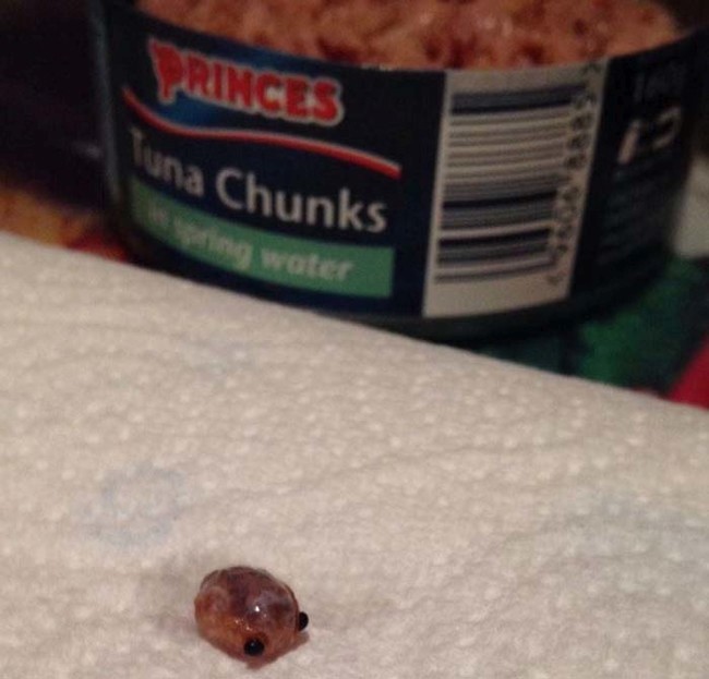 Woman Finds Something Very Disturbing In Her Can Of Tuna (3 pics)