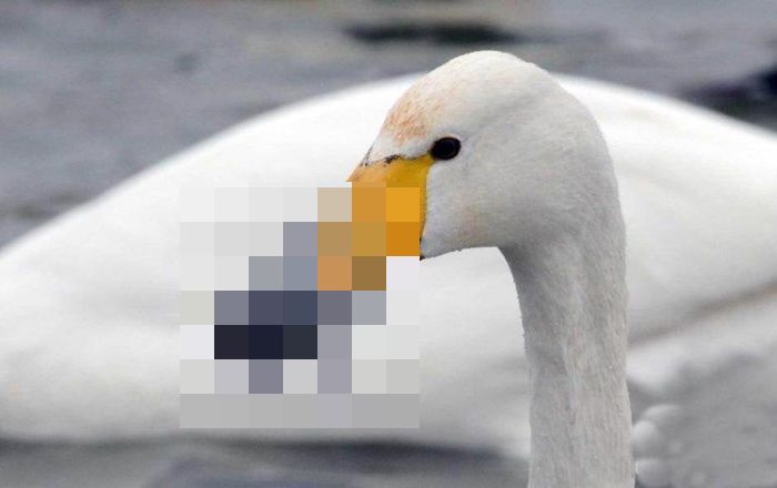 What Do You Do With A Frozen Beak? (6 pics)