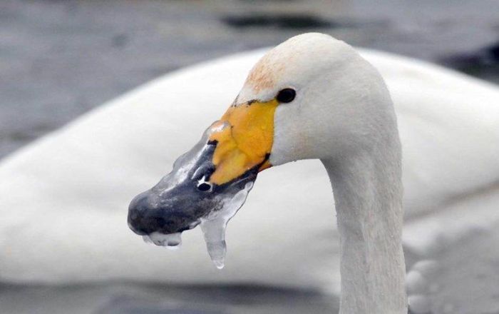What Do You Do With A Frozen Beak? (6 pics)