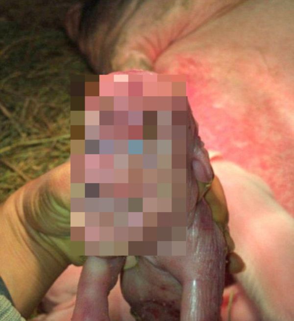 This Mutant Piglet Is Freaky (4 pics)