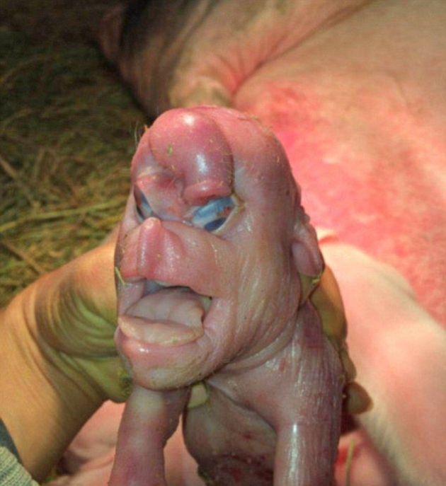 This Mutant Piglet Is Freaky (4 pics)