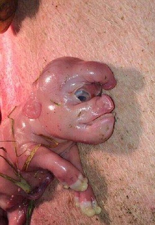 This Mutant Piglet Is Freaky (4 pics)