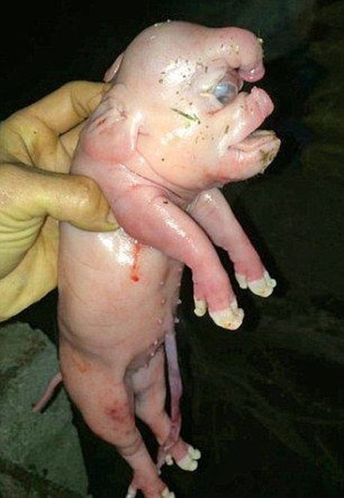 This Mutant Piglet Is Freaky (4 pics)
