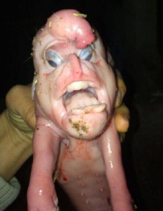 This Mutant Piglet Is Freaky (4 pics)