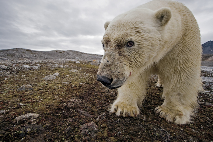 Incredible Wildlife Photos By Paul Nicklen (33 pics)