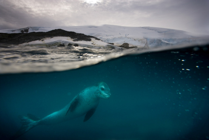 Incredible Wildlife Photos By Paul Nicklen (33 pics)