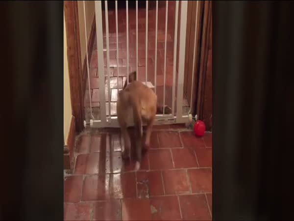 Dog Escapes From Lockup