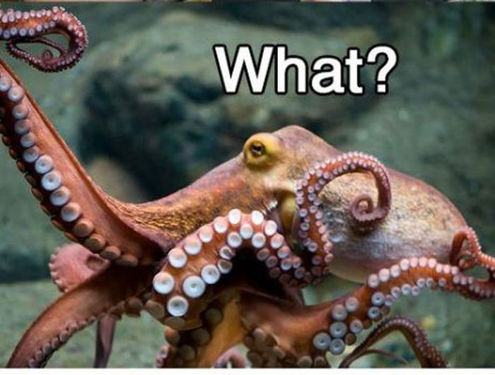 This Creature Shouldn't Be Excited About Having Sex (11 pics)
