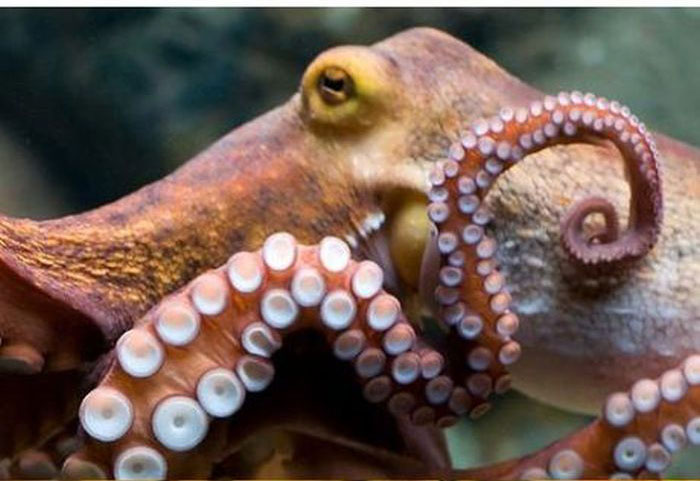 This Creature Shouldn't Be Excited About Having Sex (11 pics)