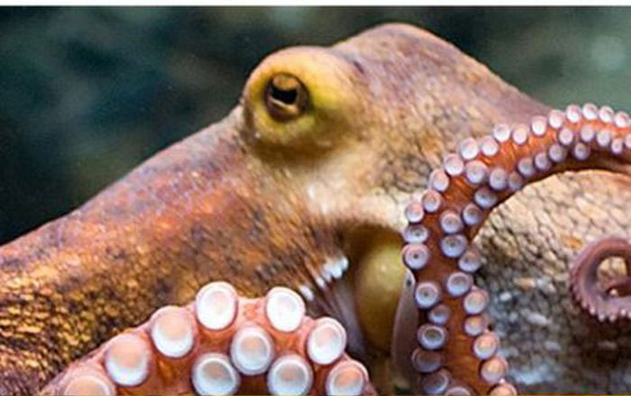 This Creature Shouldn't Be Excited About Having Sex (11 pics)