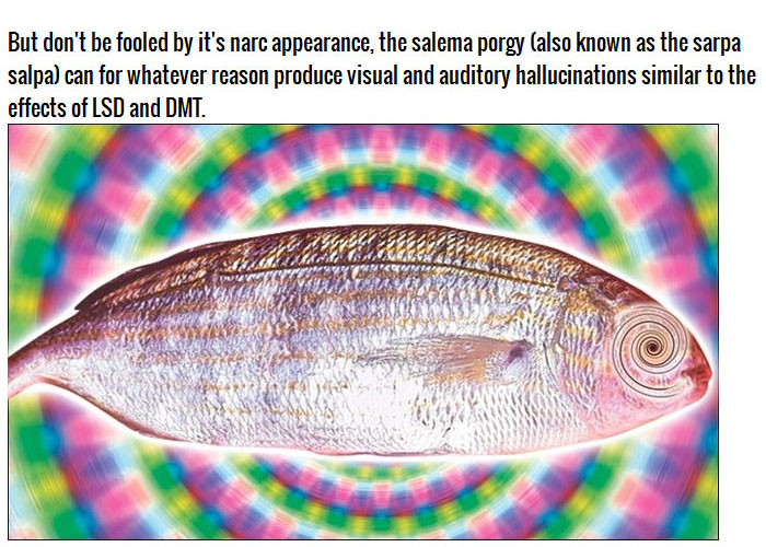 If You Accidentally Eat This Fish It Could Cause You To Hallucinate (5 pics)