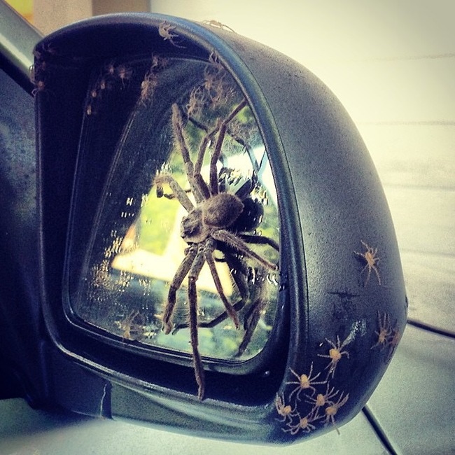 This Is Not Something You Want To See When You Get In Your Car (3 pics)