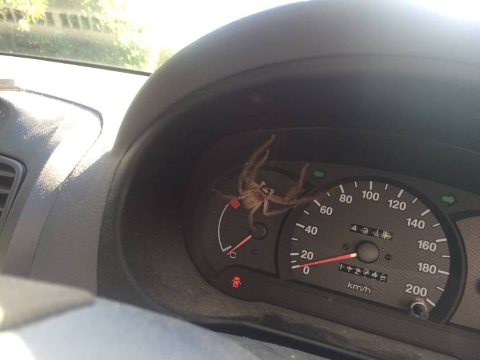 This Is Not Something You Want To See When You Get In Your Car (3 pics)