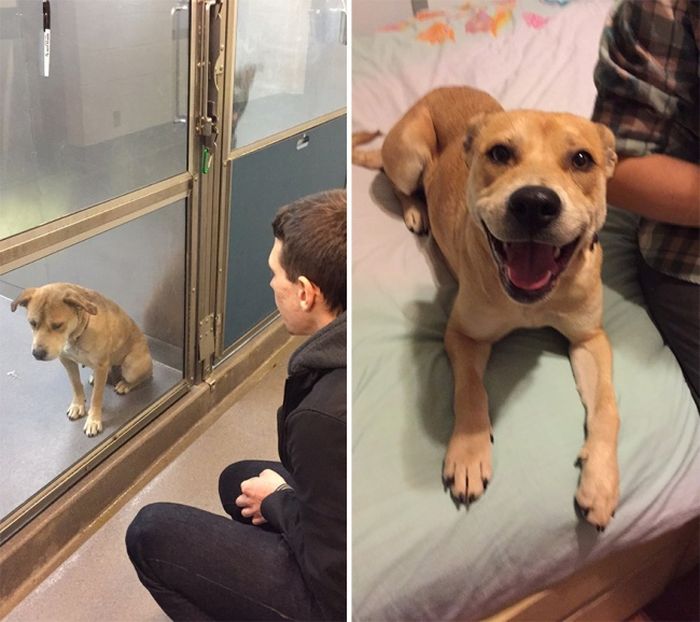Shelter Animals Before And After They Were Adopted (16 pics)