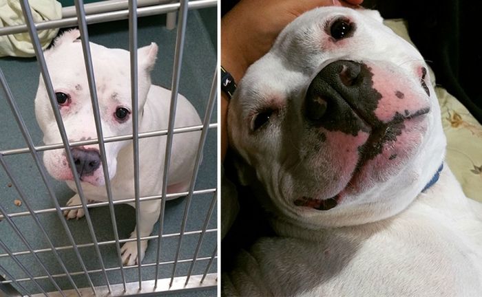 Shelter Animals Before And After They Were Adopted (16 pics)