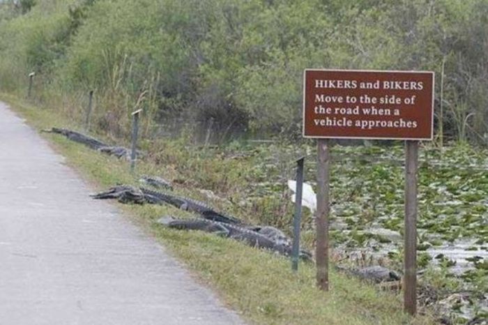 Stupid and Crazy Signs (43 pics)