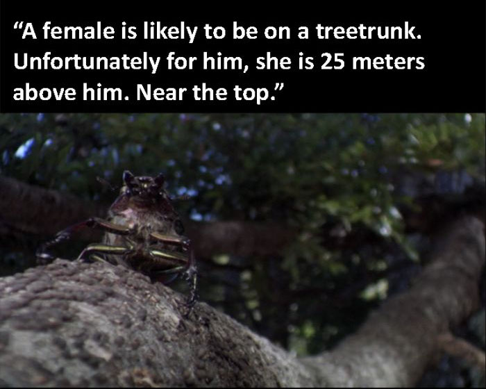 The Beetle Looks For A Mate, A Nature Story (9 pics)