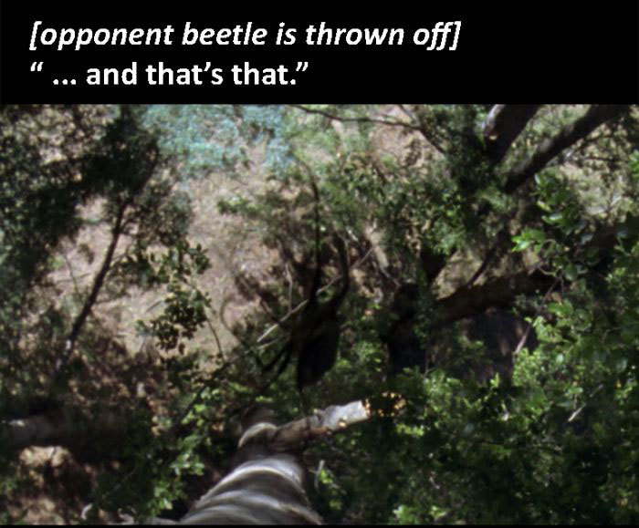 The Beetle Looks For A Mate, A Nature Story (9 pics)