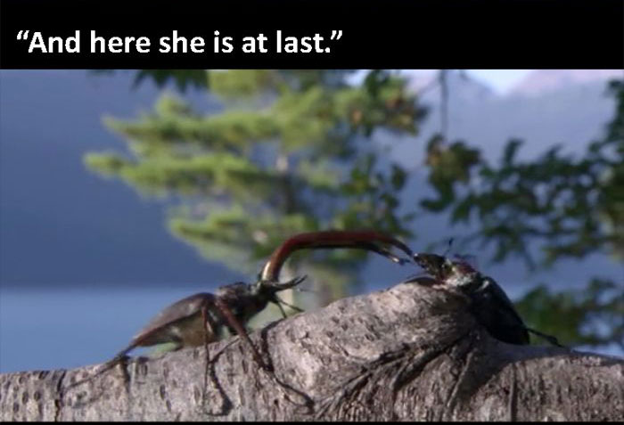 The Beetle Looks For A Mate, A Nature Story (9 pics)
