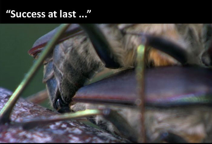 The Beetle Looks For A Mate, A Nature Story (9 pics)