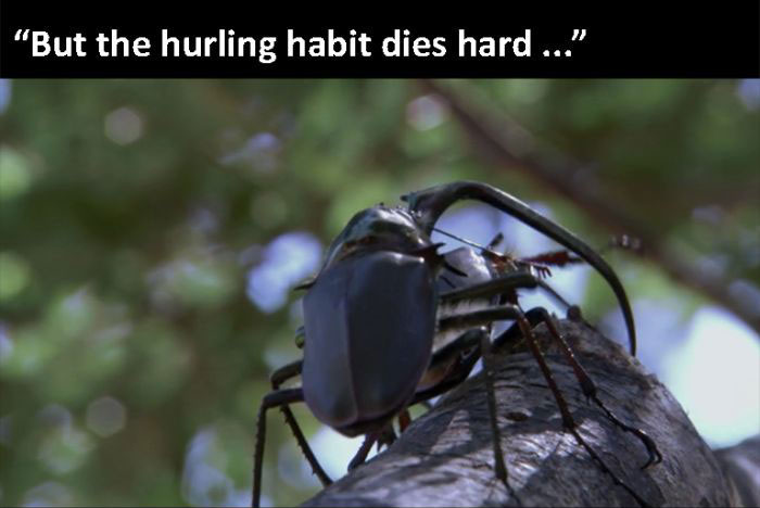 The Beetle Looks For A Mate, A Nature Story (9 pics)