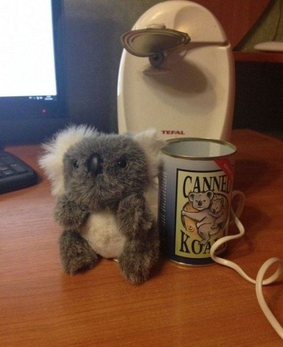 This Is What A Canned Koala Looks Like (5 pics)