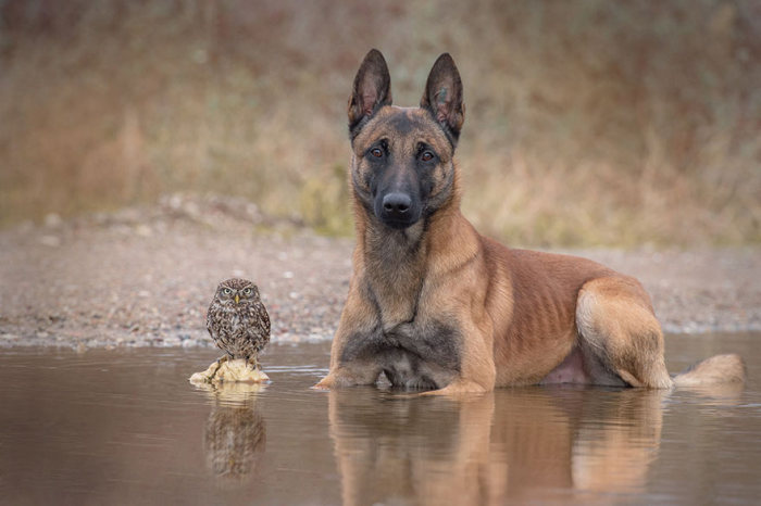 Somehow This Dog And Owl Became Best Friends (14 pics)