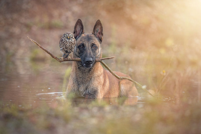 Somehow This Dog And Owl Became Best Friends (14 pics)