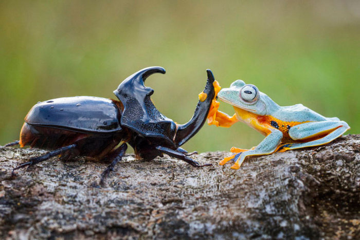 Frog Riding A Beetle (9 pics)