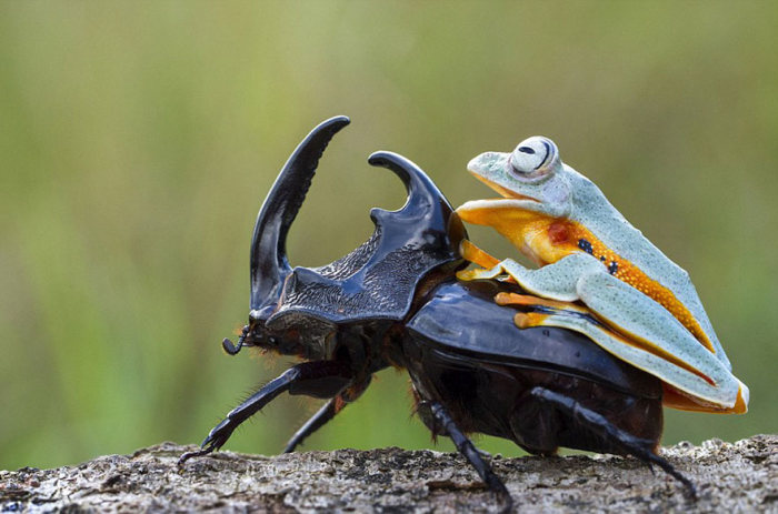 Frog Riding A Beetle (9 pics)