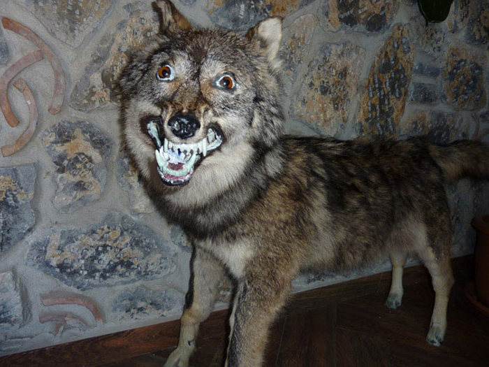 What It Looks Like When Taxidermy Goes Horribly Wrong (23 pics)