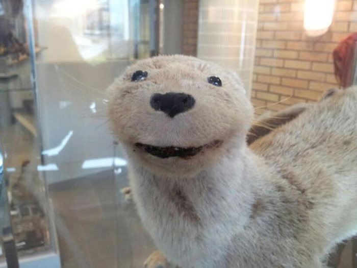 What It Looks Like When Taxidermy Goes Horribly Wrong (23 pics)