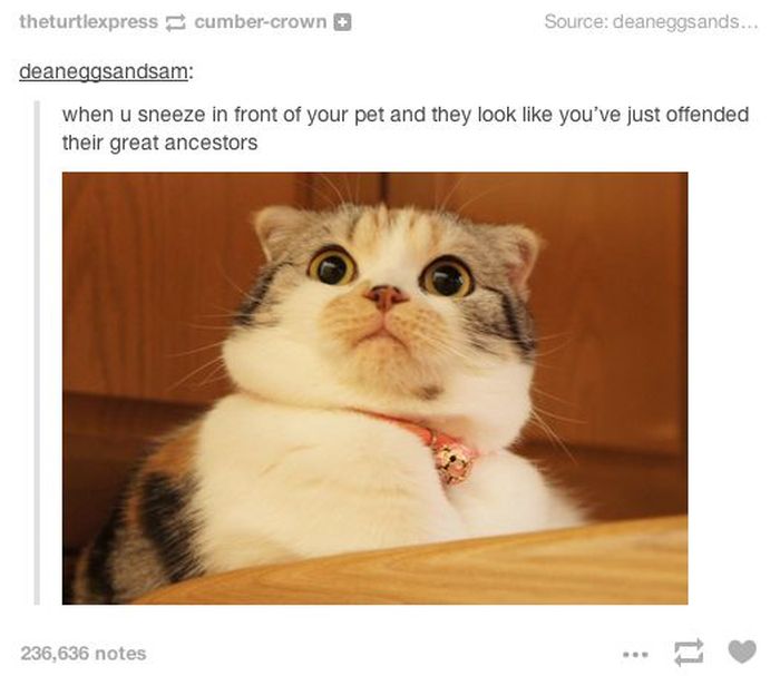 Tumblr Definitely Has The Funniest Posts About Animals (48 ...