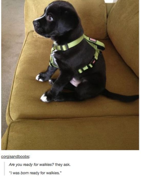 Tumblr Definitely Has The Funniest Posts About Animals (48 pics)