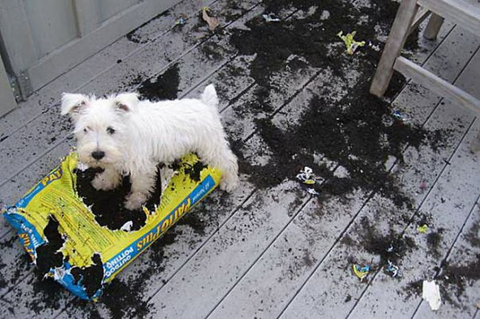 Proof That Dogs Can Be Total Jerks Sometimes (35 pics)