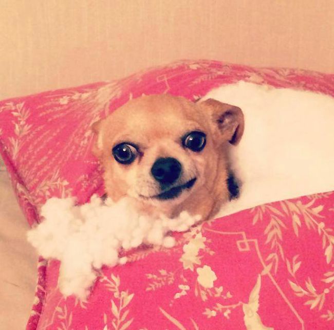 Proof That Dogs Can Be Total Jerks Sometimes (35 pics)