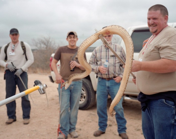 Americans Eat Thousands Of Rattlesnakes At This Festival (13 pics)