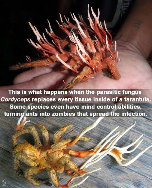 These Are Some Great Reasons To Be Afraid Mother Nature (16 pics)